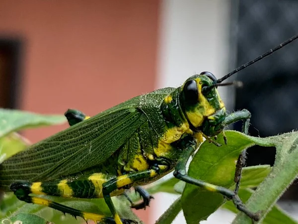 Vue Macro Cricket Qui Habite Amérique Sud — Photo