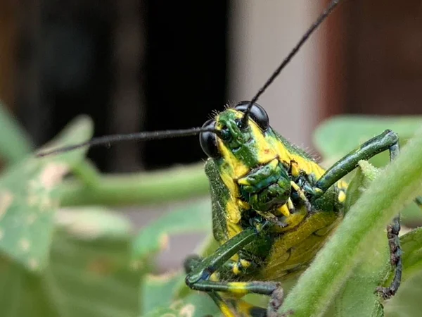 Vista Macro Estilo Críquete Que Habita América Sul — Fotografia de Stock