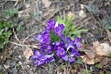 Prag bahçesinde çuha çiçeği