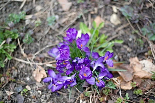 Primrose in prague garden — Stock Photo, Image