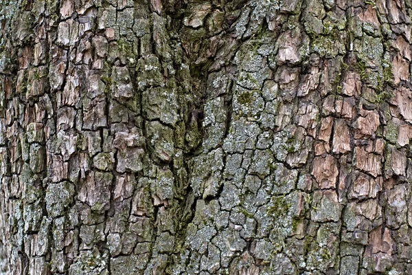 Nice kory drzewa — Zdjęcie stockowe