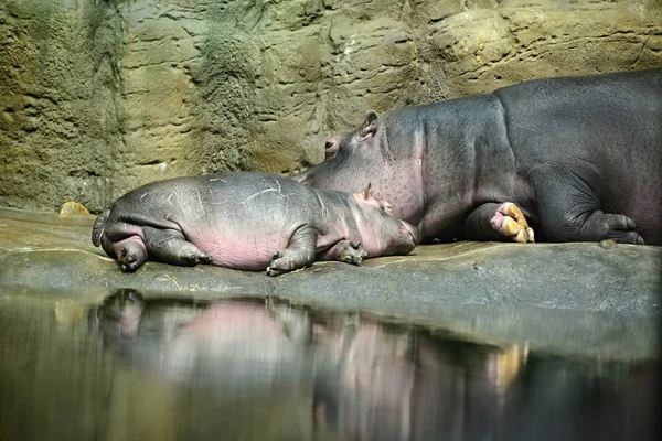 プラハ動物園でカバ — ストック写真