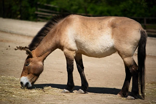 Stock image horse przewalskii in Prague ZOO