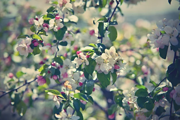 Floraison de l'arbre d'appel — Photo