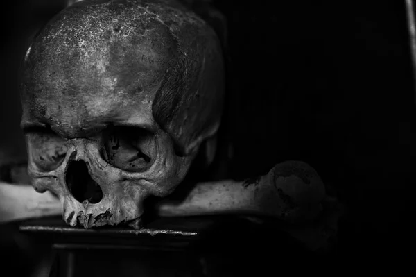 Verzameling van schedel en botten — Stockfoto