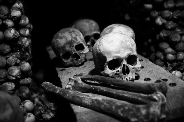 Collection de crâne et d'os — Photo