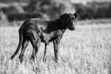 Avrupa kızak köpeği yavrusu mantar için harika.