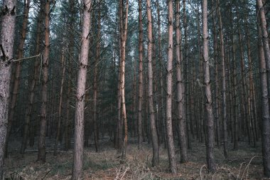 Çekoslovakya ormanında ağaçlarla birlikte dondurulmuş doğa