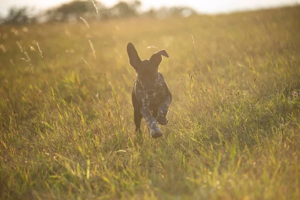 Cachorro Perro Trineo Europeo Ideal Para Mushing — Foto de Stock