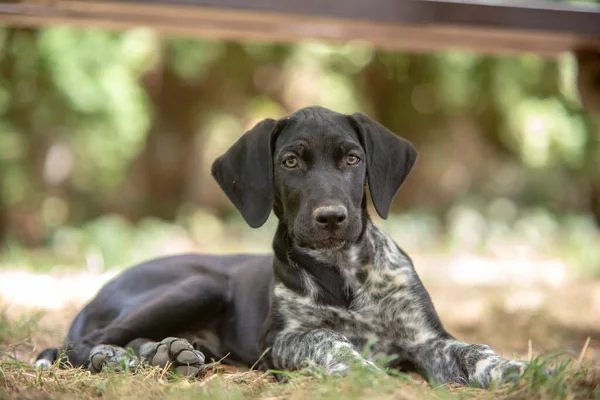 Puppy European Sled Dog Great Mushing — Stock Photo, Image