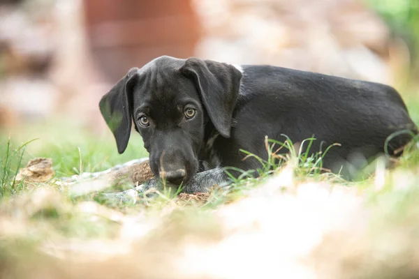 Cachorro Perro Trineo Europeo Ideal Para Mushing — Foto de Stock