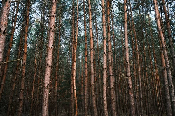 Παγωμένη Φύση Στο Δάσος Τσέχων Δέντρα — Φωτογραφία Αρχείου