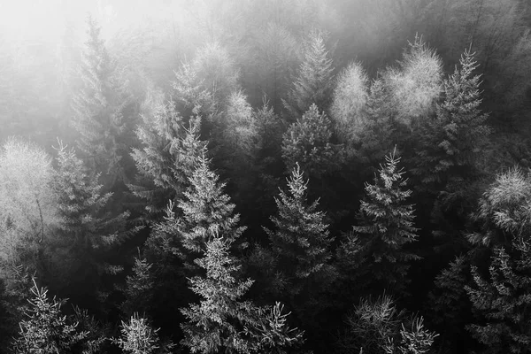 Заморожена Природа Чеському Лісі Деревами — стокове фото