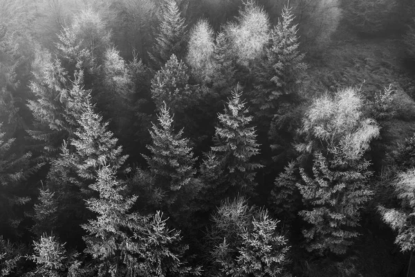 Παγωμένη Φύση Στο Δάσος Τσέχων Δέντρα — Φωτογραφία Αρχείου