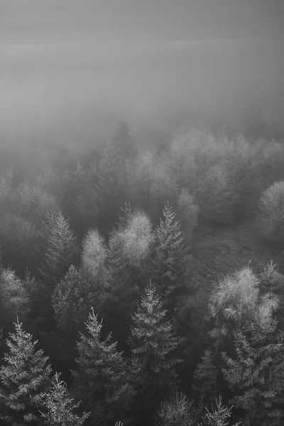 Заморожена Природа Чеському Лісі Деревами — стокове фото