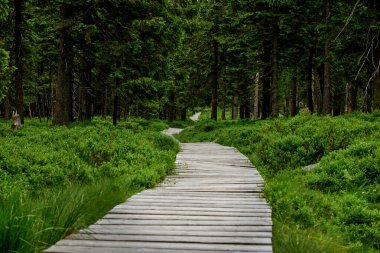 Czech Cumhuriyeti 'nde güzel ormanları olan Jeseniky Dağları