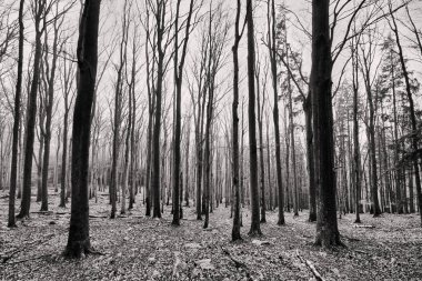 Çekoslovakya ormanında ağaçlarla birlikte dondurulmuş doğa