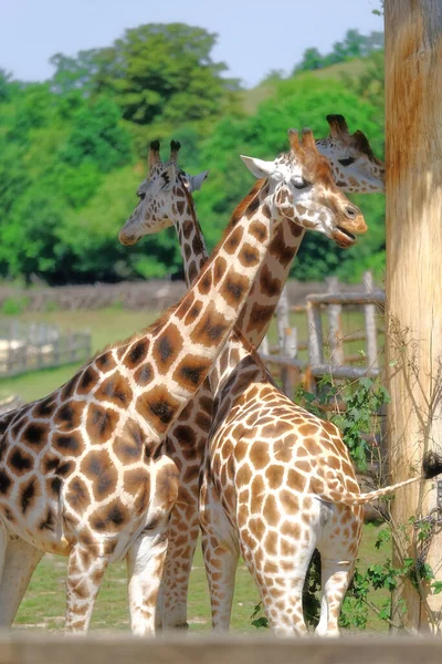 Жираф у празькому зоопарку в Чехії — стокове фото