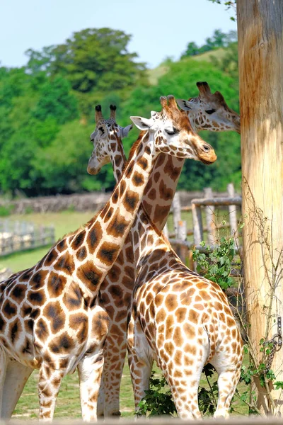 Giraffa nello zoo di praga nella repubblica ceca — Foto Stock