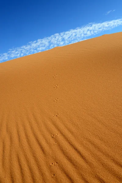 沙漠 — 图库照片