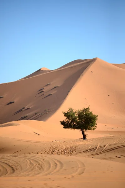 Desierto — Foto de Stock