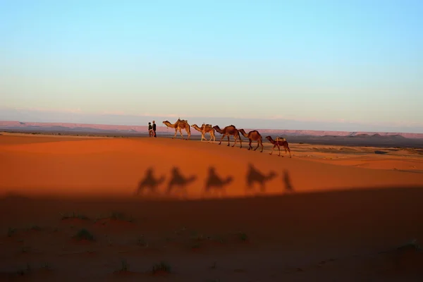 Camel ride — Stock Photo, Image