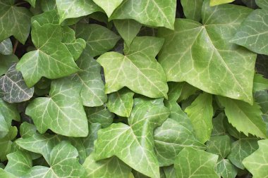 Sarmaşık yaprakları