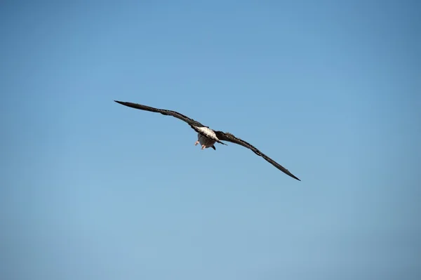 Möwe in Marokko — Stockfoto