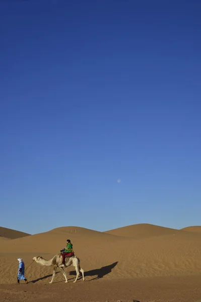 Velbloudi v poušti — Stock fotografie