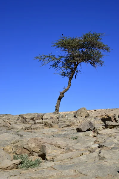 Tree in desert — Stock Photo, Image