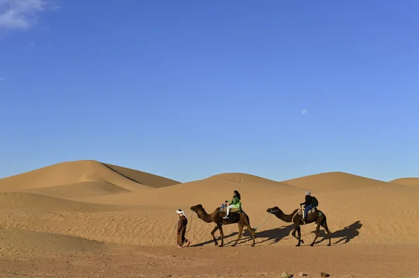 Camelos no deserto — Fotografia de Stock