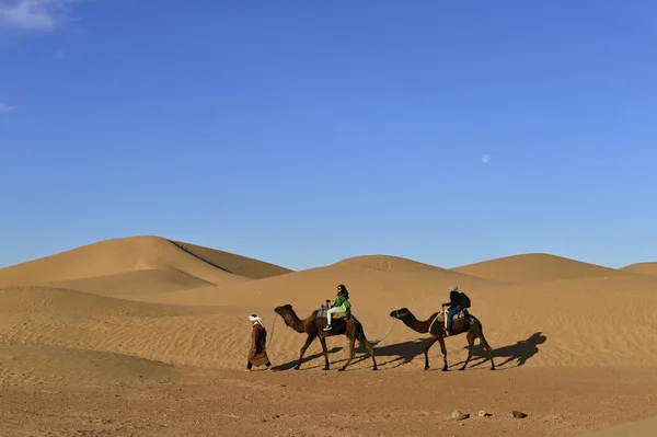 Cammelli nel deserto — Foto Stock