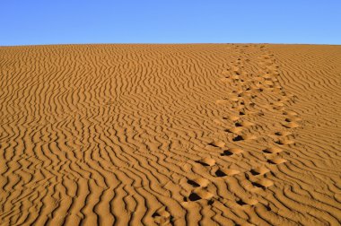 Fas 'ta Sahra Çölü