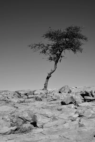 Árvore no deserto — Fotografia de Stock