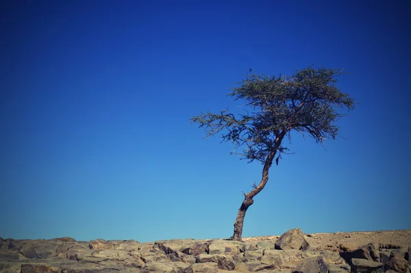 Tree in desert — Stock Photo, Image