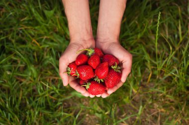 Çilek arka plan bulanık çimenin üzerinde erkek elinde