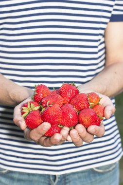 çilek onun elinde tutan çizgili tişörtlü adam