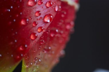 Bir kırmızı lale yaprağı üzerinde su damlaları.