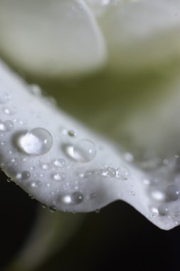 Beyaz petal gül su damlaları