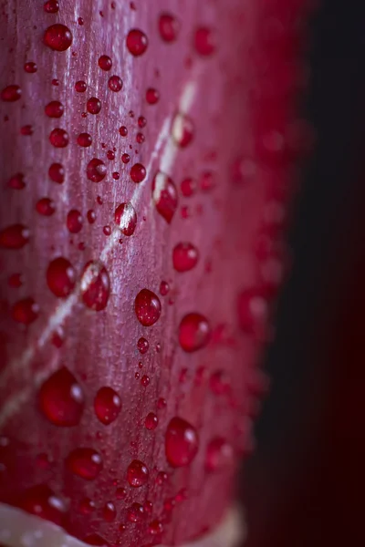 Drops of water on a red tulip petal. — Stock Photo, Image