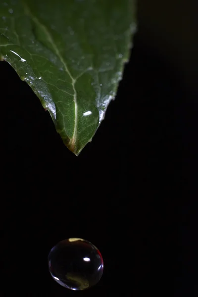 Drops of water flowing from a green leaf — Stock Photo, Image