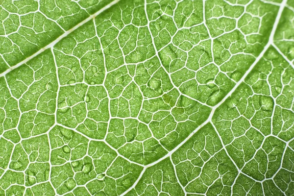 Macro close up photo of a green leaf Stock Image