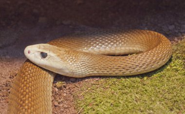 Oxyuranus scutellatus yılan