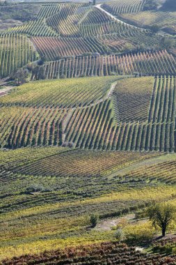 İtalyan yiyecek ve içecek: kırmızı şarap ülkesi