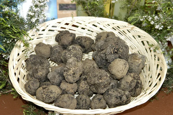 Trufas blancas y negras en Italia — Foto de Stock