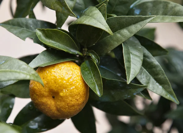 Ligurya chinotto