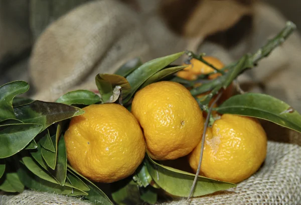 chinotto meyvesi
