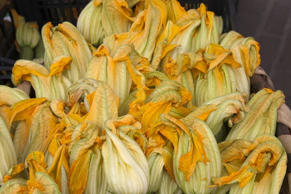 Zucchini flower — Stock Photo, Image