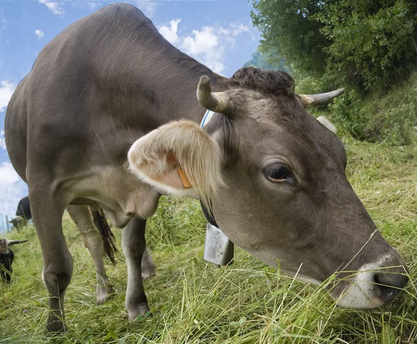 Vaca italiana —  Fotos de Stock