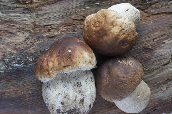 Mushrooms (boletus edulis) — Stock Photo, Image
